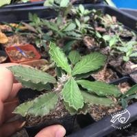 ราคา ไดโนเสาร์ ยูโฟเบีย ใบหยิก ยูโฟร์เบีย แคคตัส Euphorbia decaryi cylindrifolia ambovombensis ยู โฟร์ เบีย กระบองเพชร cactus (17473336629)