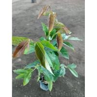 ราคา ต้นมันปู กินใบสดมันฝาดอร่อย ต้นพร้อมปลูก สูง 60-80ซ.ม (26573768544)