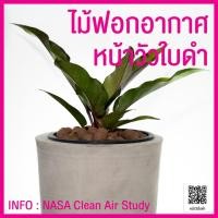 ราคา ต้นโชคเก้าชั้นใบดำ ต้นไม้มงคล ต้นไม้ประดับ ต้นไม้ฟอกอากาศ ต้นไม้จัดสวน (7929053450)