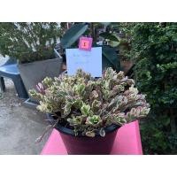 ราคา คุณนายตื่นสายด่างชมพู คุณนายไฮโซ (11119531758)