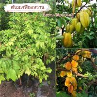 ราคา ต้นมะเฟืองหวาน พันธุ์ B17 เป็นพันธุ์มะเฟืองที่มีผลขนาดใหญ่ รสชาติหวาน ต้นพร้อมส่ง (28340074745)