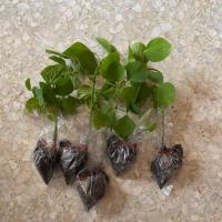 ราคา ต้นกล้าตำแยแมว ขนาดเล็ก (32504309)