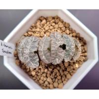 ราคา Haworthia Torahime Truncata (9934328717)