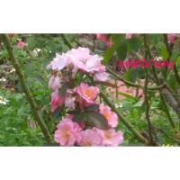 ราคา กุหลาบเลื้อยแคลร์มาแตง (4854961575)