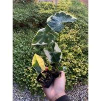 ราคา ถุงเงินถุงทองด่างเงินด่างทอง (14921450097)