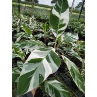 ราคา กล้วยด่าง ฟลอริด้า Musa Florida Variegated (21889473477)