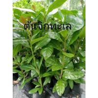 ราคา ต้นจิกทะเล สูง 60-80ซม.ในถุงขนาด3.5×9นิ้ว (14904221862)