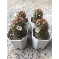 ราคา แมมคามิเน่ แคคตัส แมมคามิเน่หนามส้ม mammillaria​ camenae แมมมิลลาเรีย คามิเน่แดง คามิเน่ส้ม (17905902521)