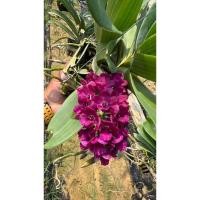 ราคา กล้วยไม้สกุลช้างบานเย็น (43114363698)