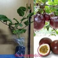 ราคา ต้นเสาวรส พันธุ์สีม่วง รสหวาน (40718551796)