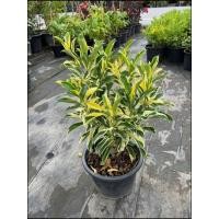 ราคา ต้นแก้วมุกดาด่าง ใบสวย เงามัน ดอกหอมพร้อมปลูก (กระถาง 10 นิ้ว) (29288989105)