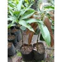 ราคา #มะม่วงเบาใต้(เสียบยอด) (57401014954)