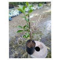 ราคา ต้นมะนาวชมพู (เสียบยอด) ขนาดต้นสูง 50-60 cm.(1ต้น/แพ็ค) (5936657320)