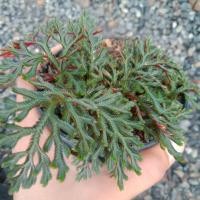 ราคา ต้นเฟิร์นกระถางขนาด4นิ้ว (12930352283)