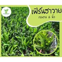 ราคา เฟิร์นฮาวาย เฟิร์นใบเขียว ใต้ใบสวย ปลูกง่ายโตไว จัดส่งพร้อมกระถาง (กระถาง 6 นิ้ว) Maile-Scented Fern (19040962230)