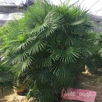 ราคา 20 เมล็ด/ชุด เมล็ดไผ่สีน้ําตาล ระเบียงสํานักงานตกแต่งสวนสวน ☘️ปลูกง่าย ขึ้นไว ดอกดกสวยเมล็ดพันธุ์แท้ น (11192642585)