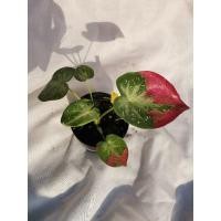 ราคา ชายชล​ บอนสี​ ป้าย​ ตรงปก​ ภาพวันที่​4/4/65​ -​ S1​ -​ บอนสีด่าง​ บอน​ ชายชลบอนสี​ กัดสี​ ชายชลป้ายแดง​ ชายชน​ ชายชนป้าย (16340402480)