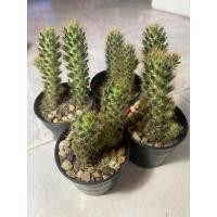 ราคา ต้นกระบองเพชร แมมเม็ดพริก ดอกสีเหลือง ต้นใหญ่ ขายคู่ พร้อมออกเม็ด (5689779969)