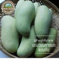 ราคา ส่งเร็ว!! มะม่วง มหาชนก มะม่วงเกษตรอินทรีย์ มะม่วงสุก มะม่วงดิบ มะม่วงน้ำปลาหวาน (8269253197)