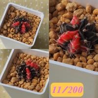 ราคา ยิมโนด่าง ไม้เมล็ด ด่างแดงดำ อยู่ในกระถาง2นิ้ว (5842990839)