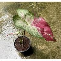 ราคา บอนสีชายชล ชายชล บอนสีหายาก ราคาถูก สินค้าตามภาพ (12251345682)