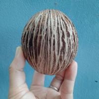 ราคา ลูกตีนเป็ดน้ำตากแห้ง ใช้ประดับDIY หรือปลูกต้นไม้ได้หลายขนาด (11749945299)