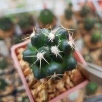 ราคา ช้าง แคคตัส กระบองเพชร ไม้เล็ก (286586899)