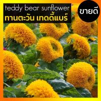 ราคา [ 50เมล็ด+ ] เมล็ดพันธุ์ ทานตะวัน เท็ดดี้แบร์ ทานตะวันแคระ Teddy Bear Sunflower เมล็ดทานตะวัน ซันโกลด์ (Sungold) (11740873865)