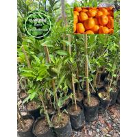 ราคา ต้นส้มทาโร่ ต้นส้มทาโร่ญี่ปุ่น ต้นติดตาแท้ 100% เสียหายเคลมฟรี (24677256206)