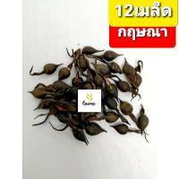 ราคา เมล็ด​พันธุ์​กฤษณา​ 12เมล็ด​ ต้นกฤษณา (3764777702)