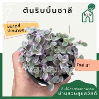 ราคา ต้นริบบิ้นชาลี กระถาง 3 นิ้ว (21508091303)