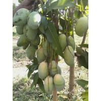 ราคา ขายกิ่งพันธุ์มะม่วงแก้วขมิ้น เสียบยอดสูงประมาณ50 ซมต้นแข็งแรงพร้อมปลูกเสียหายจากขนส่งเคลมฟรีค่ะราคาถูก (2306550450)