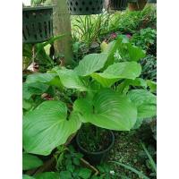 ราคา ว่านนางคุ้มไม้มงคลว่านคุ้มครองบ้านเรือน (5994857325)