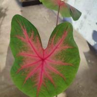 ราคา บอนสีช้างเผือกใบบัว กระถาง 8 นิ้ว (15404605986)