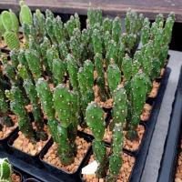 ราคา ตุ๊กตาไม้ กระบองเพชรต้นจิ๋ว (3331461994)