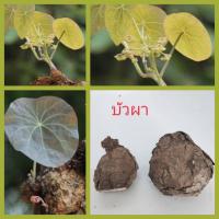 ราคา บัวบกผา หัว,ต้น(ให้เลือก)บัวบกหิน บัวหิน บัวเงิน บัวบกเงิน #บัวผา (22014513031)