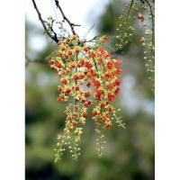 ราคา เมล็ดพันธุ์คูนสองสี/คูนแดง/บริวสเตอร์ แคสเซีย (Cassia Brewsteri Seed)บรรจุ 15 เมล็ด ของแท้ คุณภาพดี ราคาถูก นำเข้าจาก (18271982187)