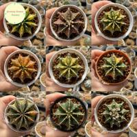 ราคา [ GYMN1 ] Gymnocalycium ยิมโนคาลิเซียม ไม้เพาะเมล็ด ยิมโน ไม้เมล็ด ยิมโนด่าง แคคตัส กระบองเพชร ยิมด่าง ไม้ด่าง ต้นไม้ (11194531879)