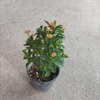 ราคา โป๊ยเซียนแคระดอกสีส้มติดดอกทุกต้นกระถาง3นิ้ว ส่งทั้งกระถาง (28775099790)