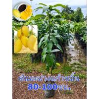 ราคา ต้นมะม่วงแก้วขมิ้น(เสียบยอด)สูง80-100ซม. (17266778602)