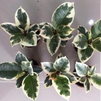 ราคา ยางอินเดียด่างขาว ยางอินเดีย ต้นไม้ฟอกอากาศ เกรดคัดพิเศษ (สูง 12-17 cm) ✅ราคาเบาหวิว (4542253314)