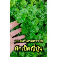 ราคา ผักเป็ดญี่ปุ่น วอเตอร์เครสฮาวาย (Brazillian spinach) (27438502903)