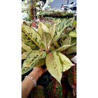 ราคา ต้นลัคกี้หรือต้นโชคดี ตระกูลแก้วกาญจนาหรืออโกลนีมา (Aglaonema) กระถาง4" (25719959448)