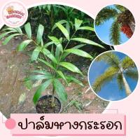 ราคา ปาล์มหางกระรอก ปาล์มฟ็อกซ์เทล สูง 30-50 ซม. (26269983755)