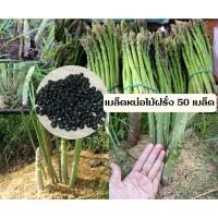 ราคา เมล็ดหน่อไม้ฝรั่ง50เมล็ด(เมล็ดเก็บจากสวนอินทรีต้นใหญ่ขาวอวบ) (16480297257)