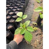 ราคา ลิ้นฟ้า-เพกาเตี้ยต้นสวยๆ (41352140377)