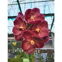 ราคา กล้วยไม้แวนด้า ADS HAPPINESS ไม้ใหม่ไม่ติดดอก พร้อมส่ง (11814692438)