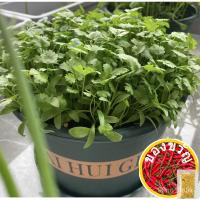 ราคา เมล็ดพันธุ์เมล็ดพันธุ์เมล็ดพันธุ์ดาวเรือง1000เมล็ดพันธุ์ 8EBW (22917271607)