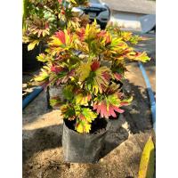 ราคา ต้นฤาษีผสม ฤษีผสมต้นสวยๆ (25306157566)