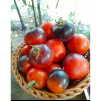 ราคา มะเขือเทศสีดำ Black of Krime (เมล็ดพันธุ์) (44067446006)